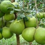 Thuduc Agromarket nơi hội tụ trái cây bốn mùa